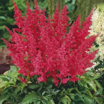 Астильба МОНТГОМЕРИ японская в Гомеле