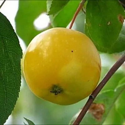 Яблоня КИТАЙКА ЖЁЛТАЯ колонновидная  Яблоня КИТАЙКА ЖЁЛТАЯ колонновидная в Гомеле