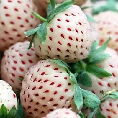 Клубника АНАНАСА ремонтантная в Гомеле