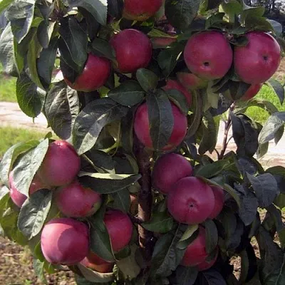 Яблоня ЧЕРВОНЕЦ колонновидная  Яблоня ЧЕРВОНЕЦ колонновидная в Гомеле