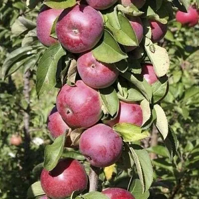 Яблоня ЕСЕНИЯ колонновидная  Яблоня ЕСЕНИЯ колонновидная в Гомеле