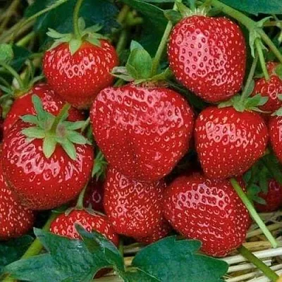 Клубника СЕЛЬВА ремонтантная в Гомеле