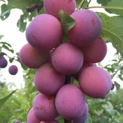 Слива ИМПЕРИАЛ колонновидная — описание сорта Слива ИМПЕРИАЛ колонновидная в Гомеле