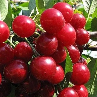 Вишня ГЛУБОКСКАЯ — описание сорта Вишня ГЛУБОКСКАЯ в Гомеле