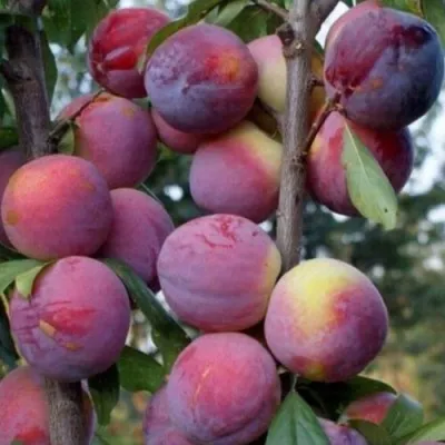 Слива ИМПЕРИАЛ колонновидная — описание сорта Слива ИМПЕРИАЛ колонновидная в Гомеле