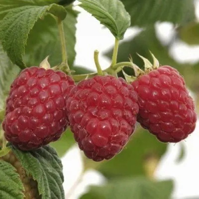 Малина ГУСАР — описание сорта Малина ГУСАР в Гомеле