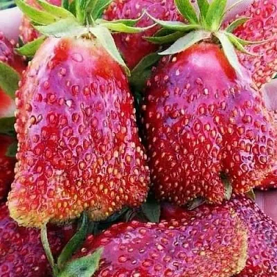 Клубника КУПЧИХА в Гомеле