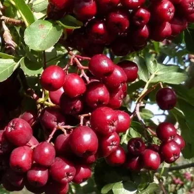 Рябина ГРАНАТНАЯ сладкоплодная — описание сорта Рябина ГРАНАТНАЯ сладкоплодная в Гомеле