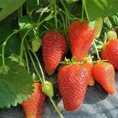 Клубника РОКСАНА в Гомеле