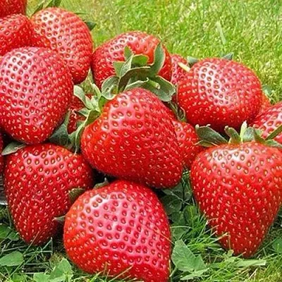 Клубника ЭЛИАНЕ в Гомеле