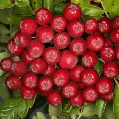 Рябина РУБИНОВАЯ сладкоплодная — описание сорта Рябина РУБИНОВАЯ сладкоплодная в Гомеле