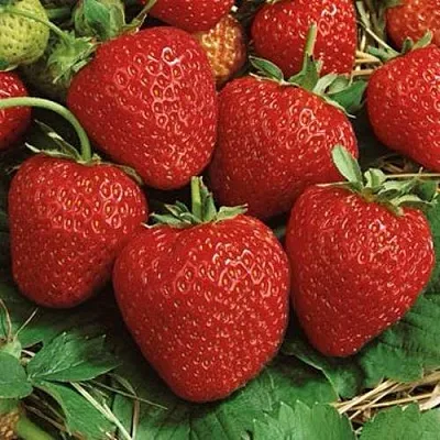 Клубника КОРОНА в Гомеле