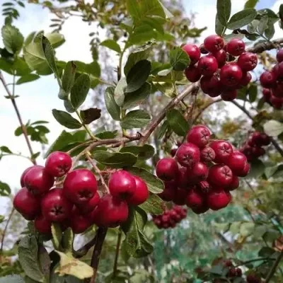 Рябина ГРАНАТНАЯ сладкоплодная — описание сорта Рябина ГРАНАТНАЯ сладкоплодная в Гомеле