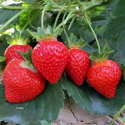 Клубника ТЕА в Гомеле