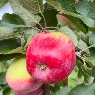 Яблоня АРБАТ колонновидная  Яблоня АРБАТ колонновидная в Гомеле