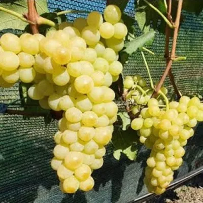 Виноград КИШМИШ ЗОЛОТЦЕ в Гомеле