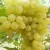 Виноград КИШМИШ ЗОЛОТЦЕ в Гомеле