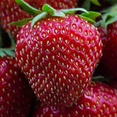 Клубника НАНДИ в Гомеле