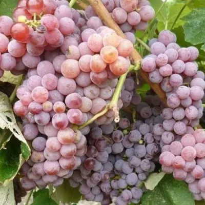 Виноград РИЛАЙНС ПИНК СИДЛИС в Гомеле