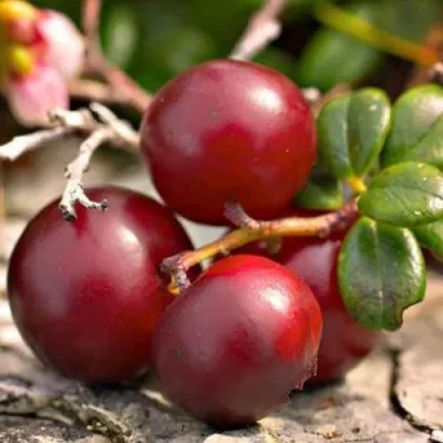 Клюква ЭРЛИ БЛЭК — описание сорта Клюква ЭРЛИ БЛЭК в Гомеле