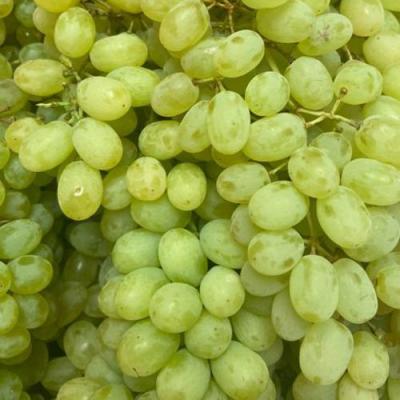 Зеленый в Гомеле