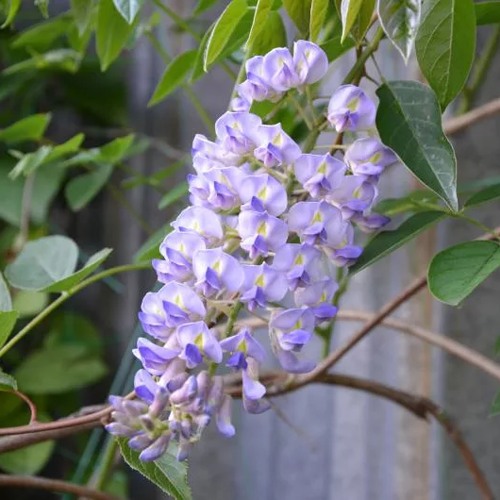 Глициния макростахия БЛЮ МУН в Гомеле