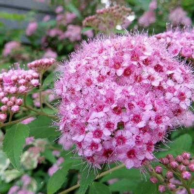 Розовая в Гомеле