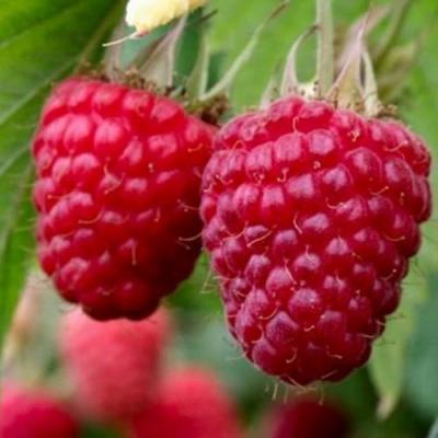 Средняя в Гомеле