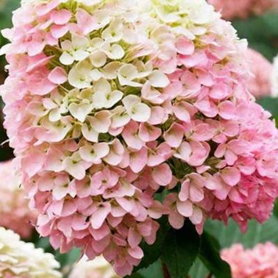 Низкорослые (карликовые) в Гомеле