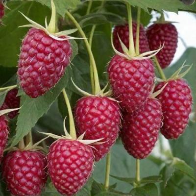 Высокая в Гомеле