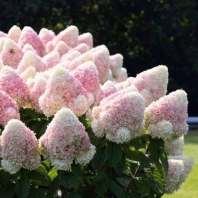 Бело-розовая в Гомеле