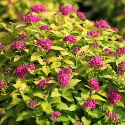 Японская в Гомеле