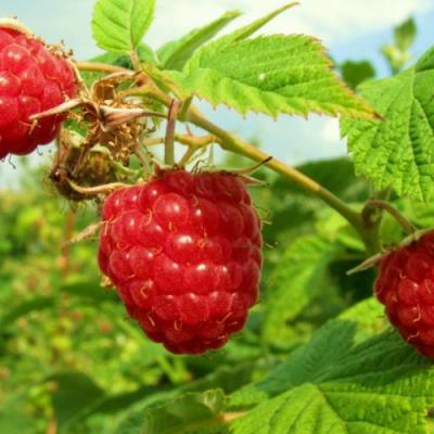 Бесшипная в Гомеле