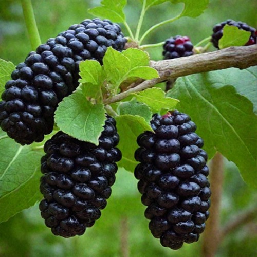 Шелковица плакучая в Гомеле