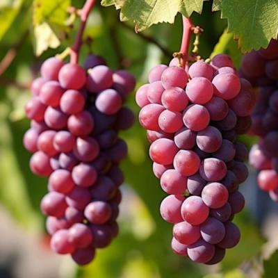 Фиолетовый в Гомеле