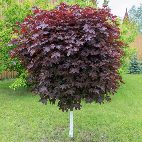 Клен красный в Гомеле