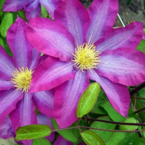 Клематис КАКИО в Гомеле