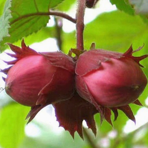 Фундук АЙВЕНГО в Гомеле