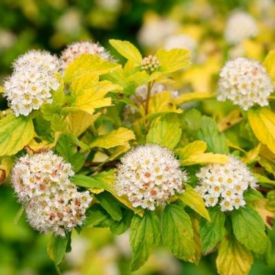 Желтый в Гомеле