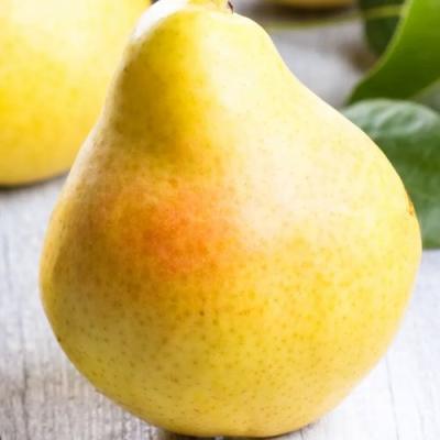 Желтая в Гомеле