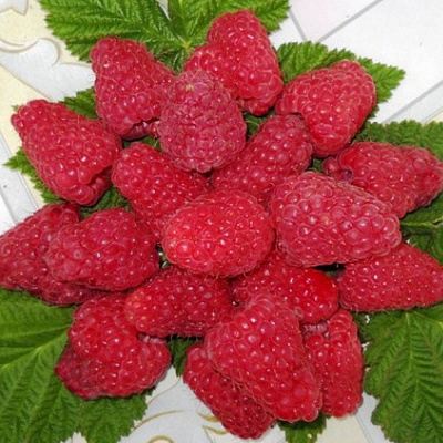 Сладкая в Гомеле