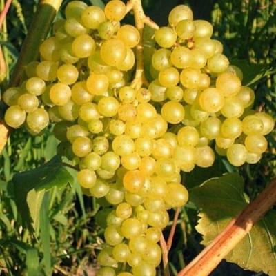 Желтый в Гомеле