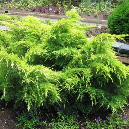 Можжевельник ГОЛД КОСТ средний в Гомеле