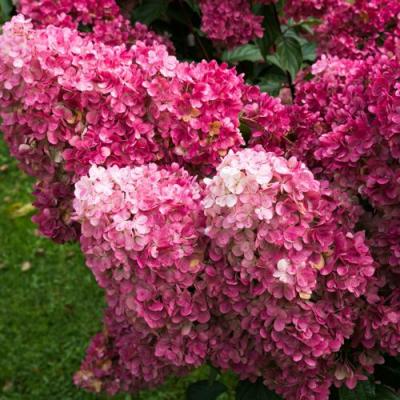 Фрайз в Гомеле