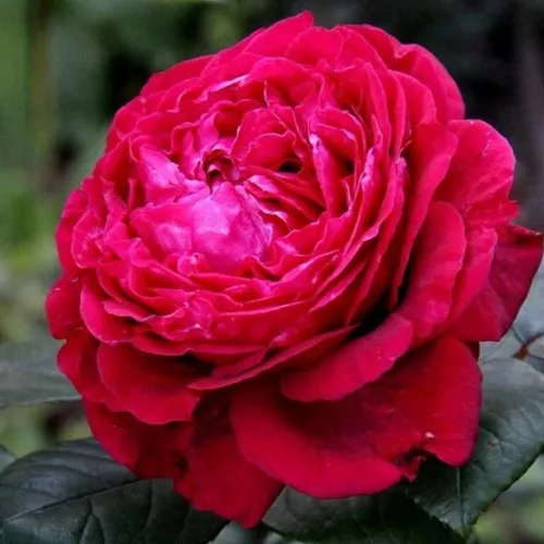 Роза 4 ВЕТРОВ флорибунда  в Гомеле