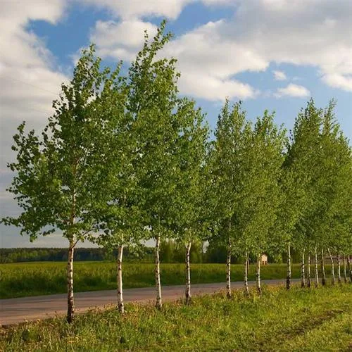 Береза обыкновенная в Гомеле