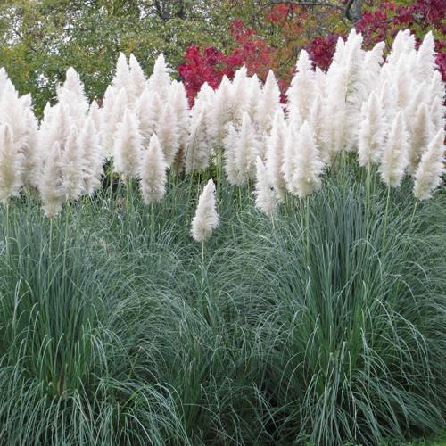 Кортадерия белая (пампасная трава) в Гомеле