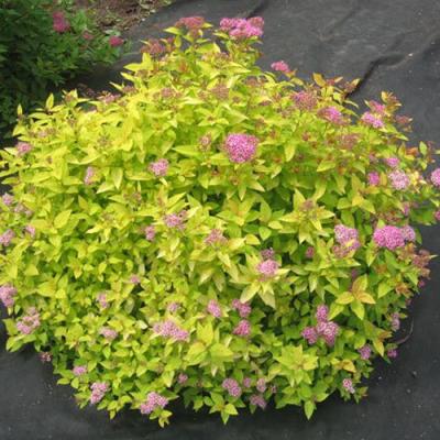 Голден в Гомеле