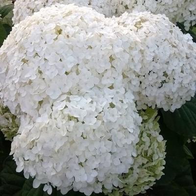 Белая в Гомеле