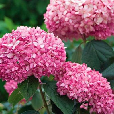 Розовая в Гомеле